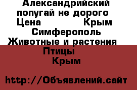 Александрийский попугай не дорого › Цена ­ 12 999 - Крым, Симферополь Животные и растения » Птицы   . Крым